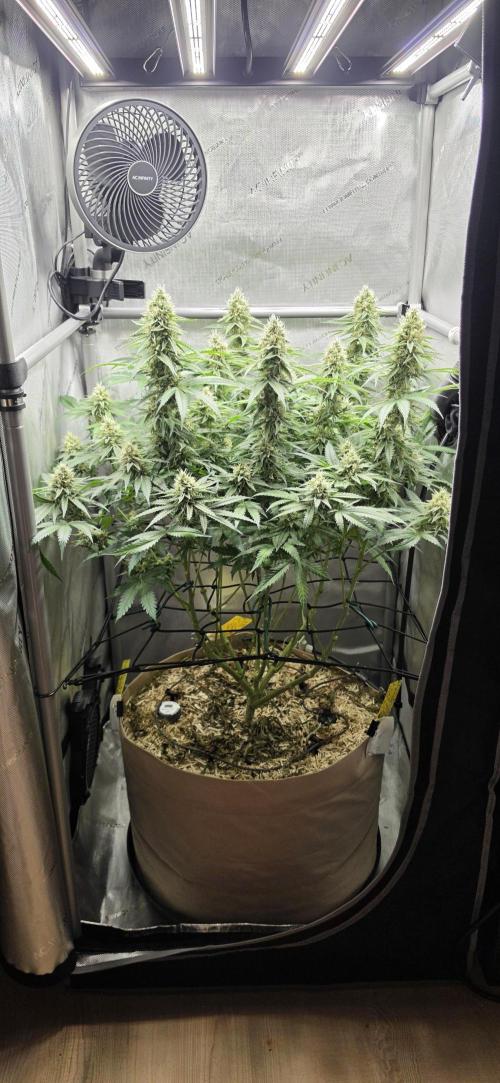 Gorilla Runtz - Living Soil. Week 11