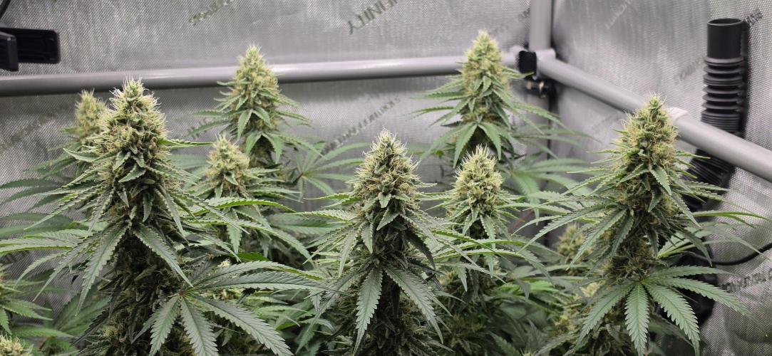 Gorilla Runtz - Living Soil. Week 11