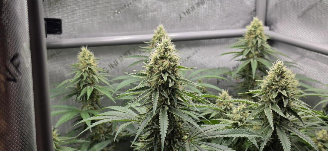 Gorilla Runtz - Living Soil. Week 11
