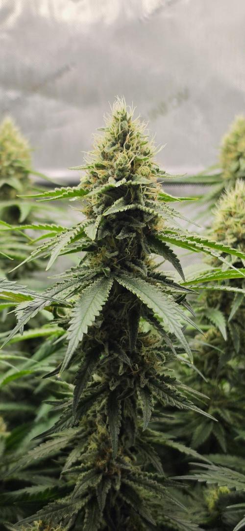 Gorilla Runtz - Living Soil. Week 11