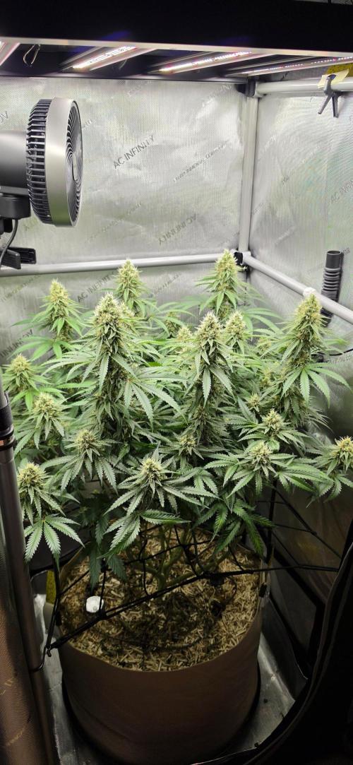 Gorilla Runtz - Living Soil. Week 11