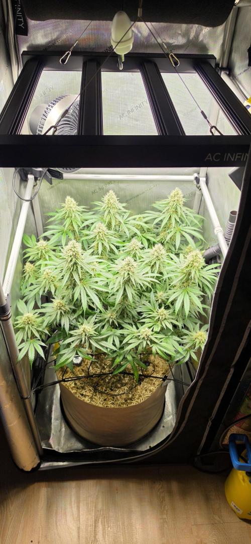 Gorilla Runtz - Living Soil. Week 11