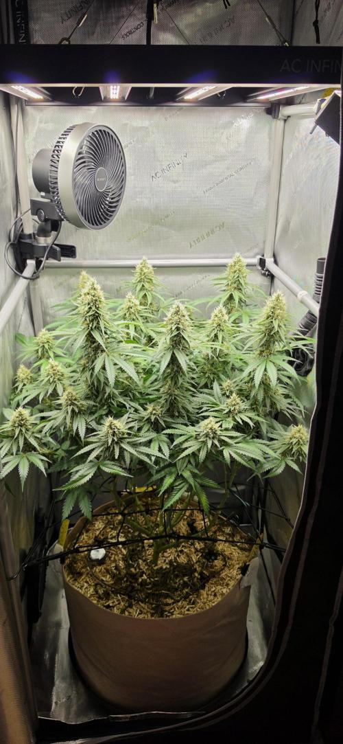 Gorilla Runtz - Living Soil. Week 11
