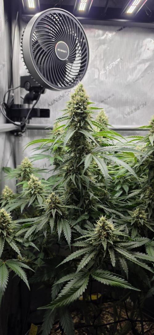 Gorilla Runtz - Living Soil. Week 11