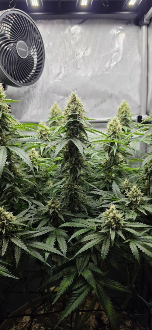 Gorilla Runtz - Living Soil. Week 11
