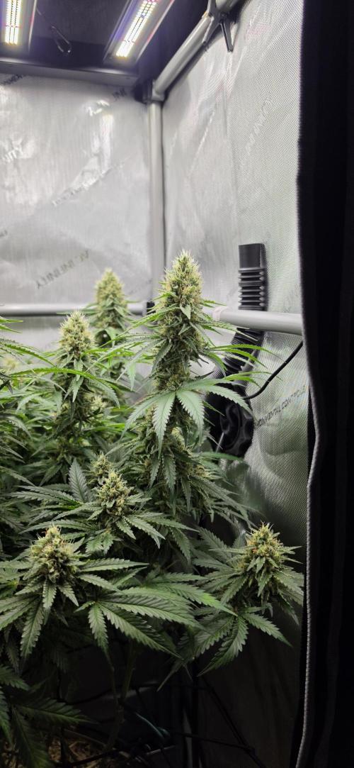Gorilla Runtz - Living Soil. Week 11