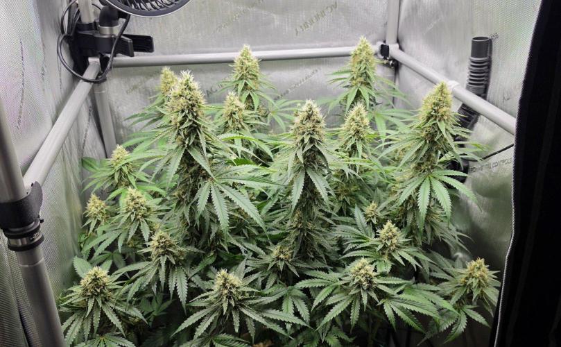 Gorilla Runtz - Living Soil. Week 12