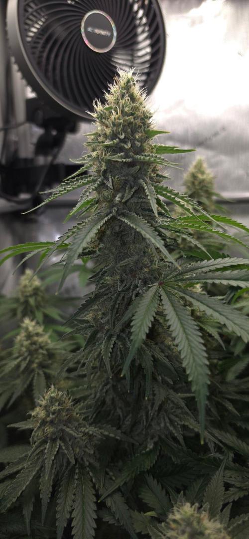 Gorilla Runtz - Living Soil. Week 12