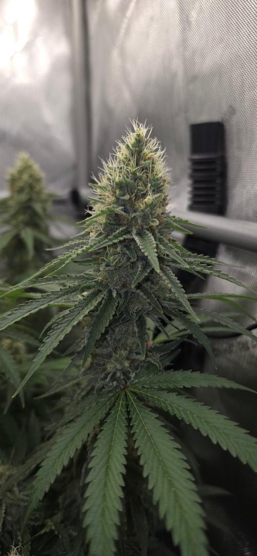 Gorilla Runtz - Living Soil. Week 12