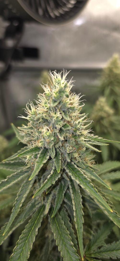 Gorilla Runtz - Living Soil. Week 12