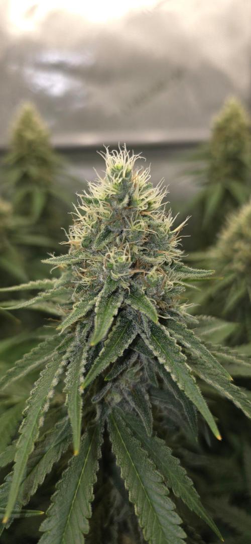 Gorilla Runtz - Living Soil. Week 12