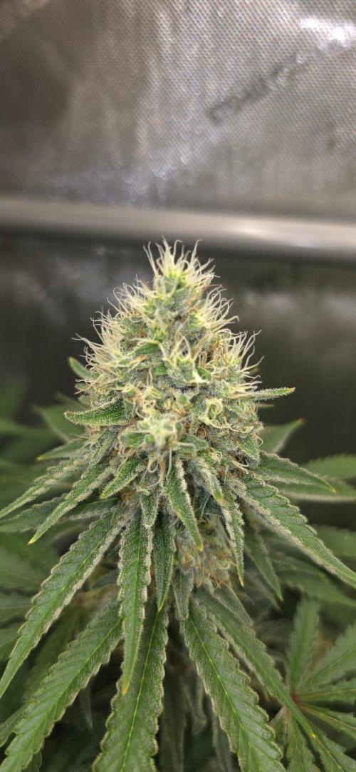 Gorilla Runtz - Living Soil. Week 12