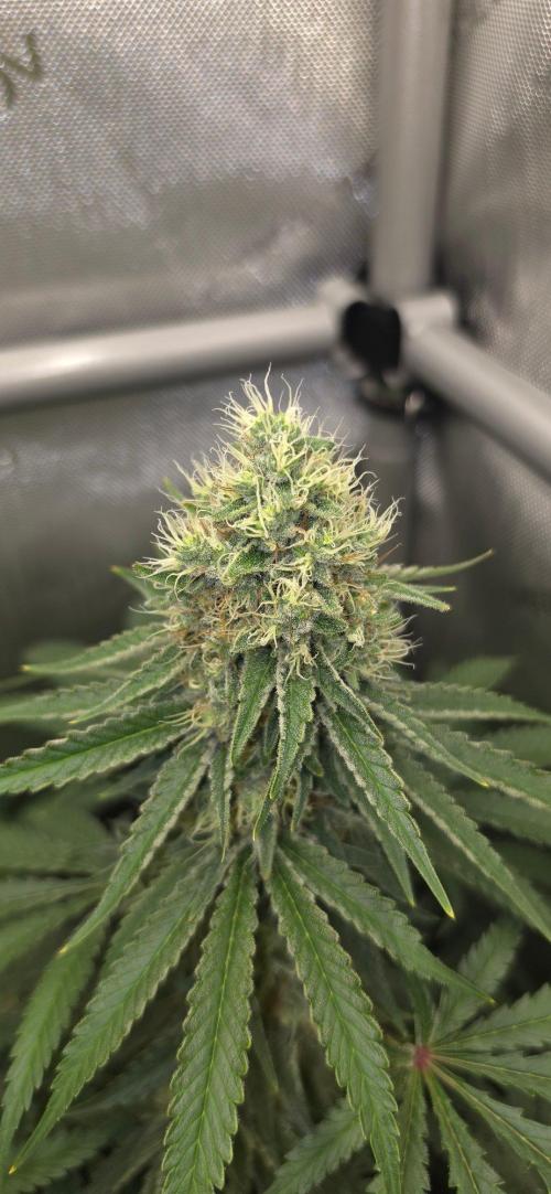 Gorilla Runtz - Living Soil. Week 12