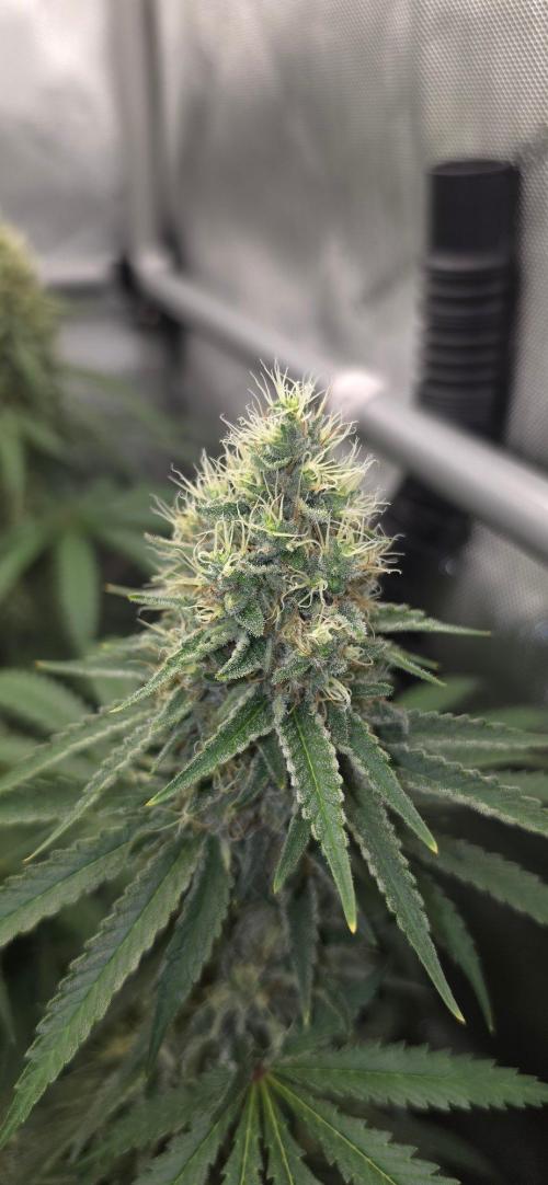 Gorilla Runtz - Living Soil. Week 12