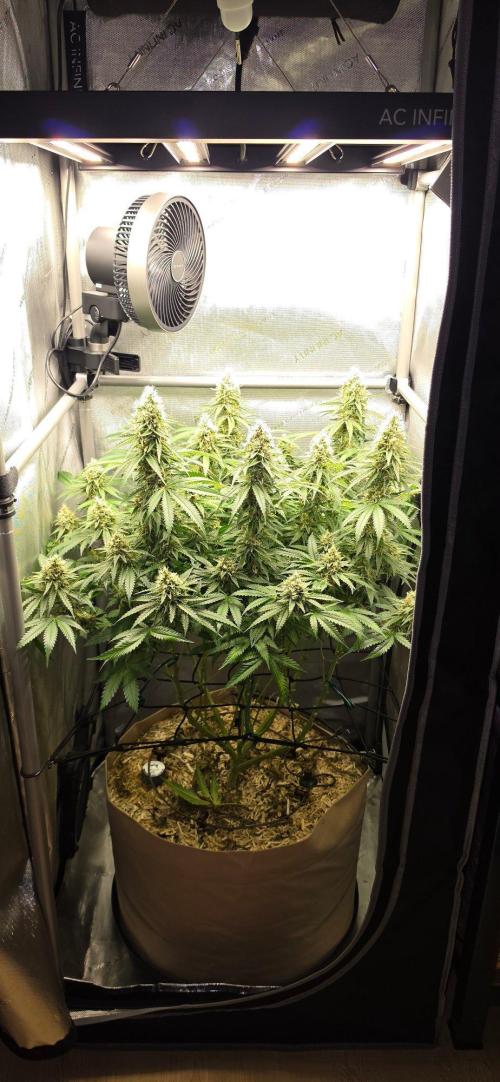 Gorilla Runtz - Living Soil. Week 12