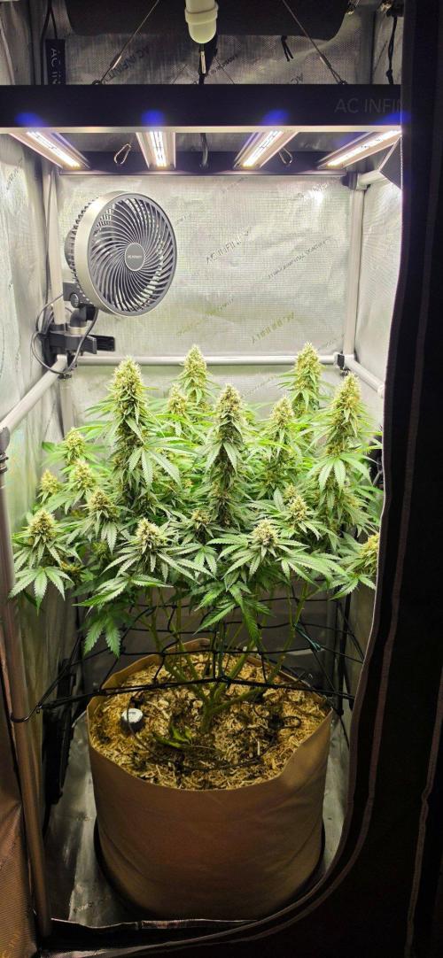 Gorilla Runtz - Living Soil. Week 12