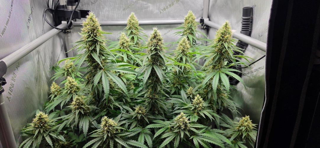 Gorilla Runtz - Living Soil. Week 12