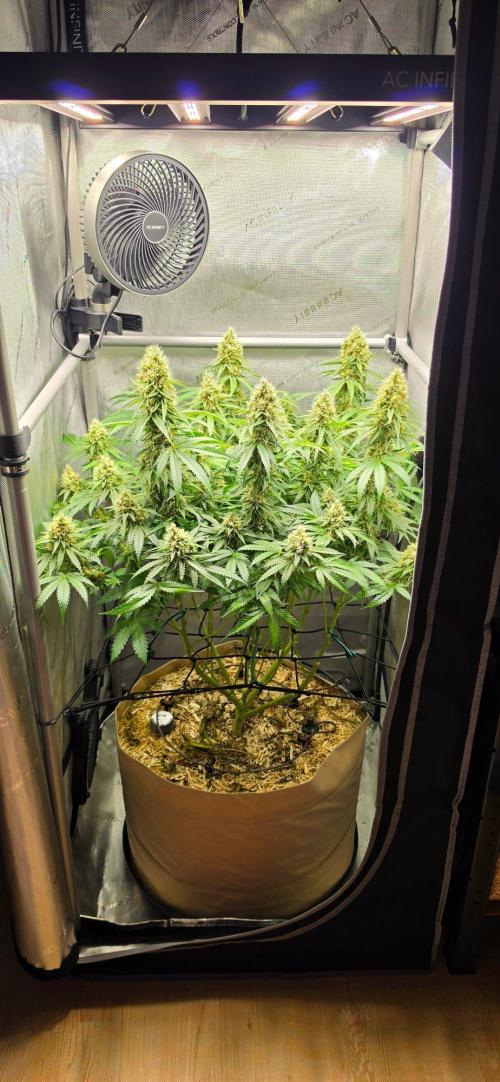 Gorilla Runtz - Living Soil. Week 12