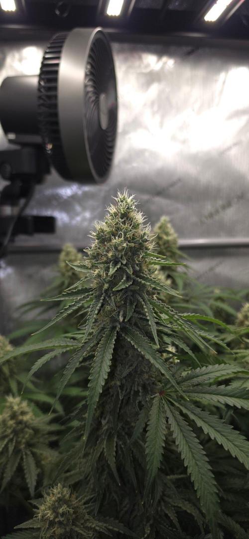 Gorilla Runtz - Living Soil. Week 12