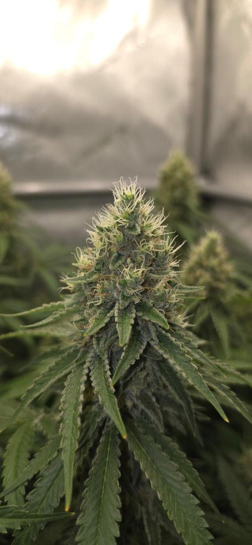 Gorilla Runtz - Living Soil. Week 12