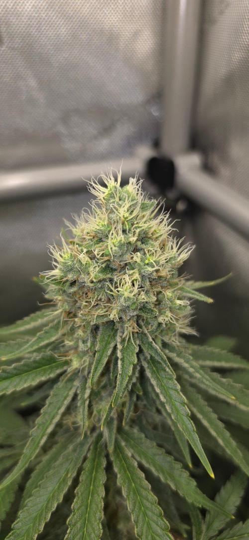Gorilla Runtz - Living Soil. Week 12