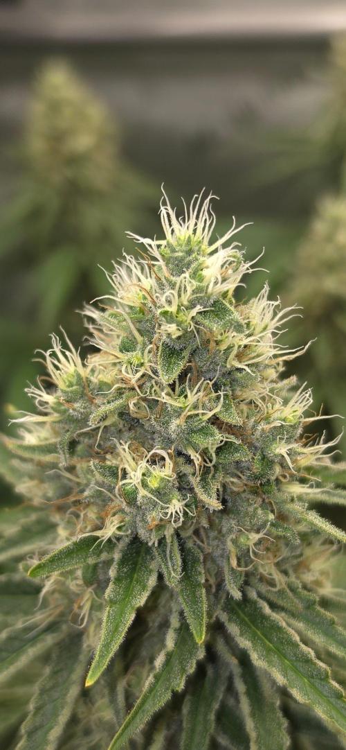Gorilla Runtz - Living Soil. Week 12