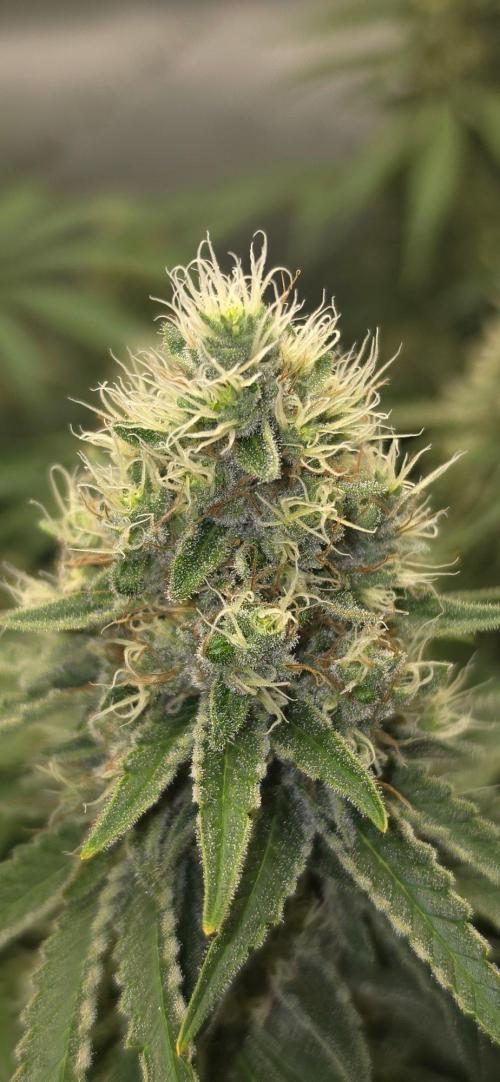 Gorilla Runtz - Living Soil. Week 12