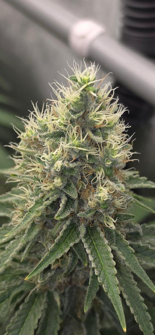 Gorilla Runtz - Living Soil. Week 12