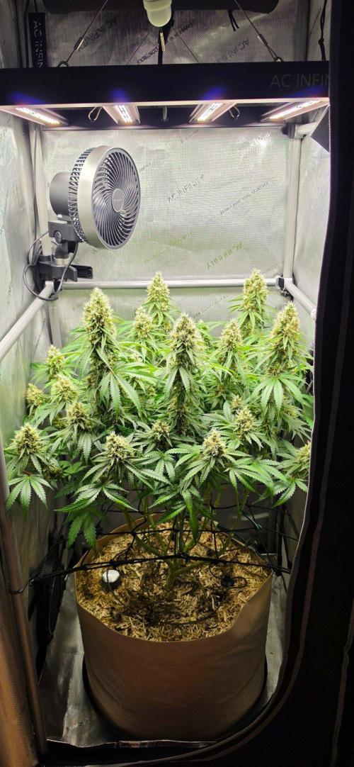 Gorilla Runtz - Living Soil. Week 12