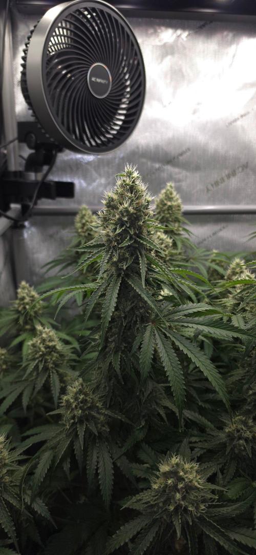 Gorilla Runtz - Living Soil. Week 12