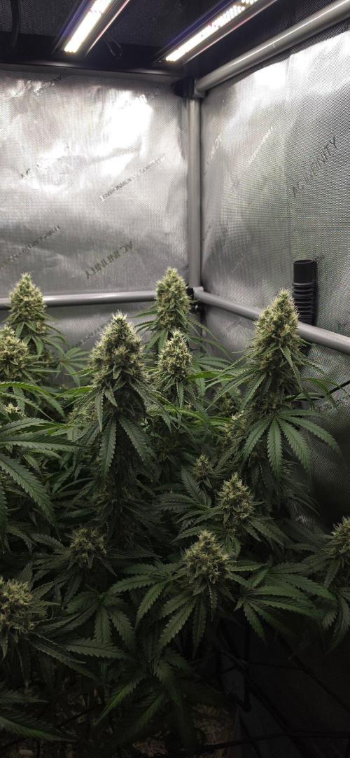 Gorilla Runtz - Living Soil. Week 12