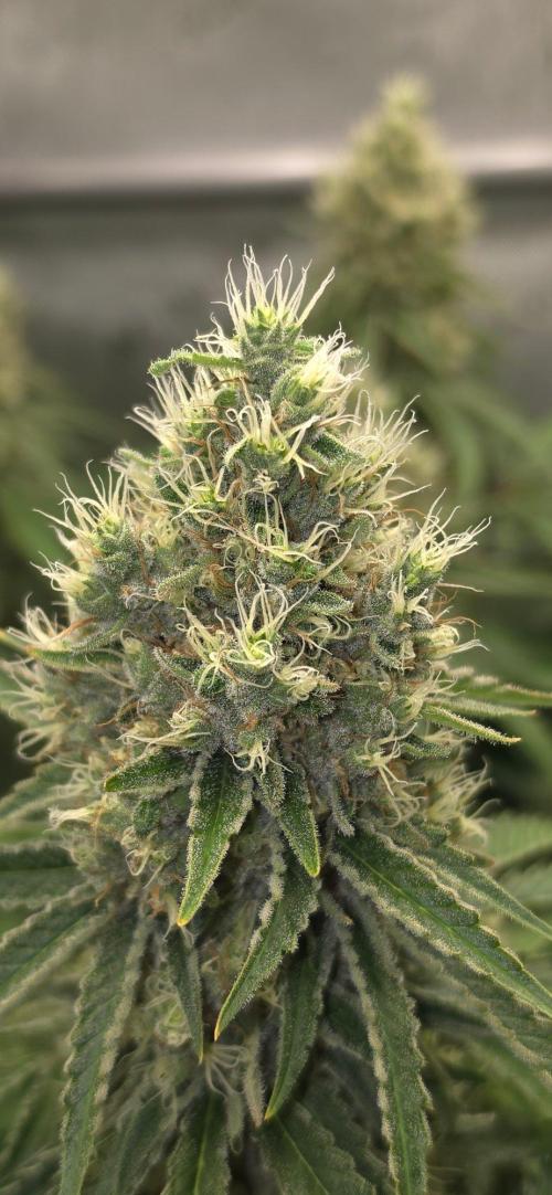 Gorilla Runtz - Living Soil. Week 12