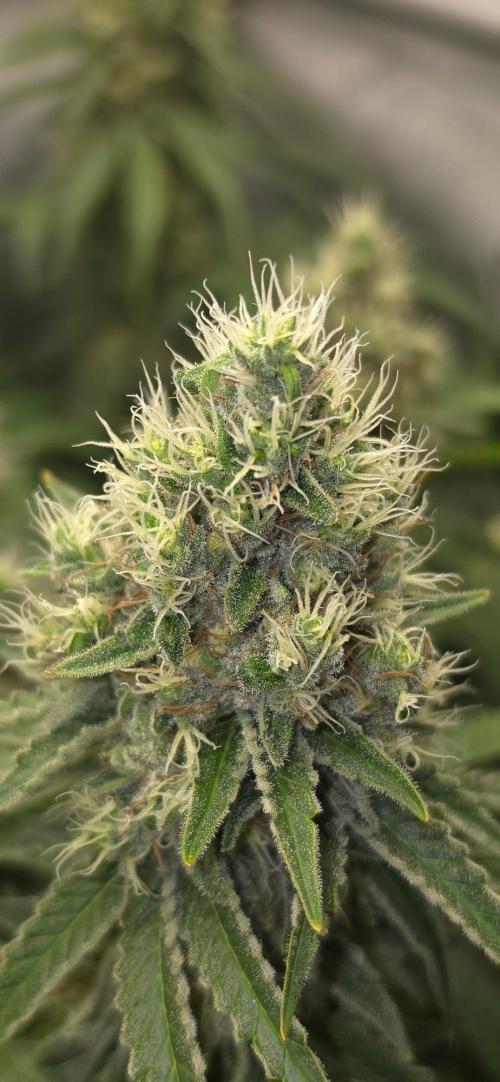 Gorilla Runtz - Living Soil. Week 12