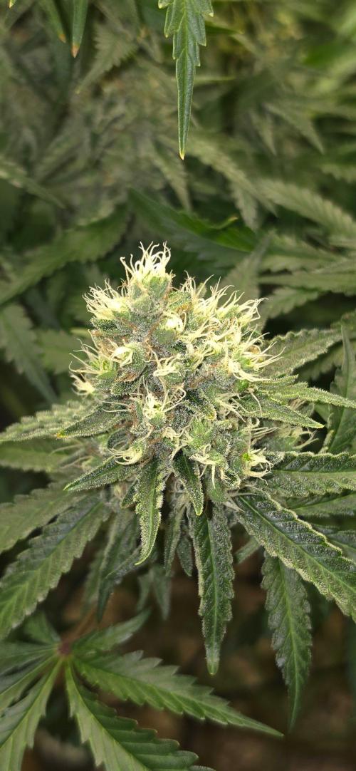 Gorilla Runtz - Living Soil. Week 12