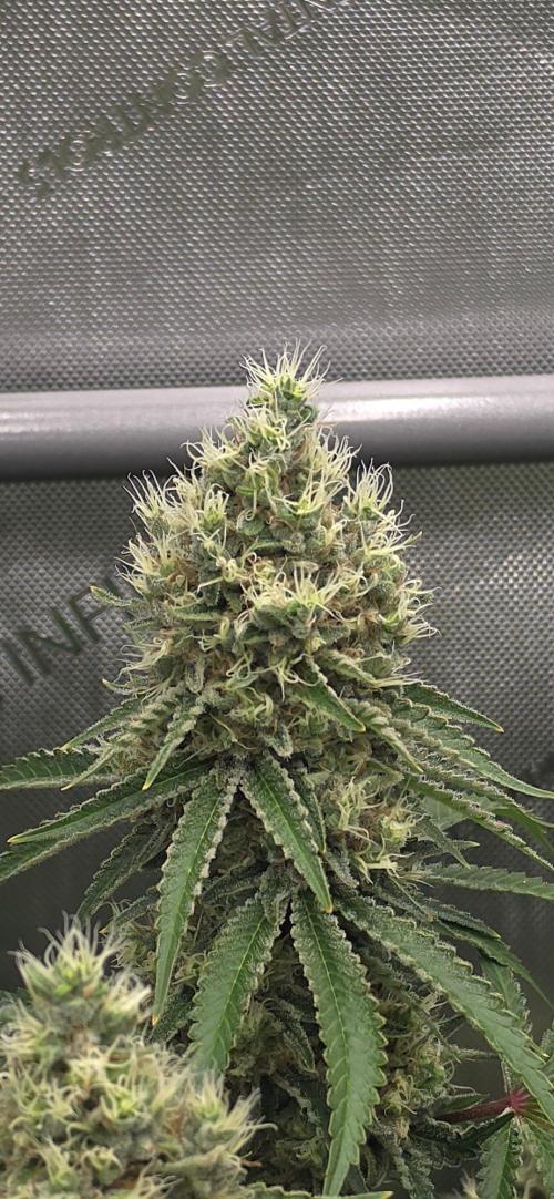 Gorilla Runtz - Living Soil. Week 12