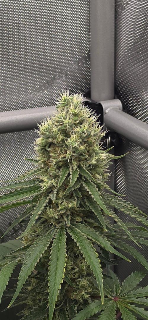 Gorilla Runtz - Living Soil. Week 12