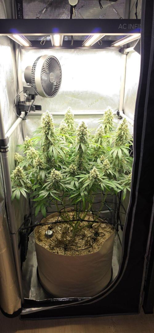 Gorilla Runtz - Living Soil. Week 13