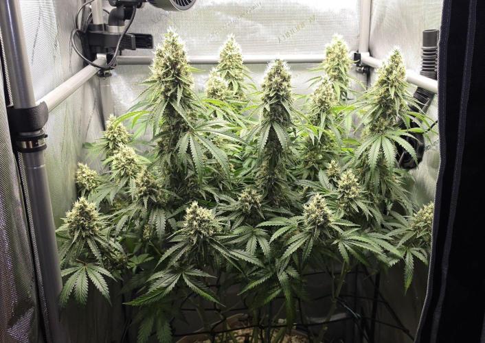 Gorilla Runtz - Living Soil. Week 13
