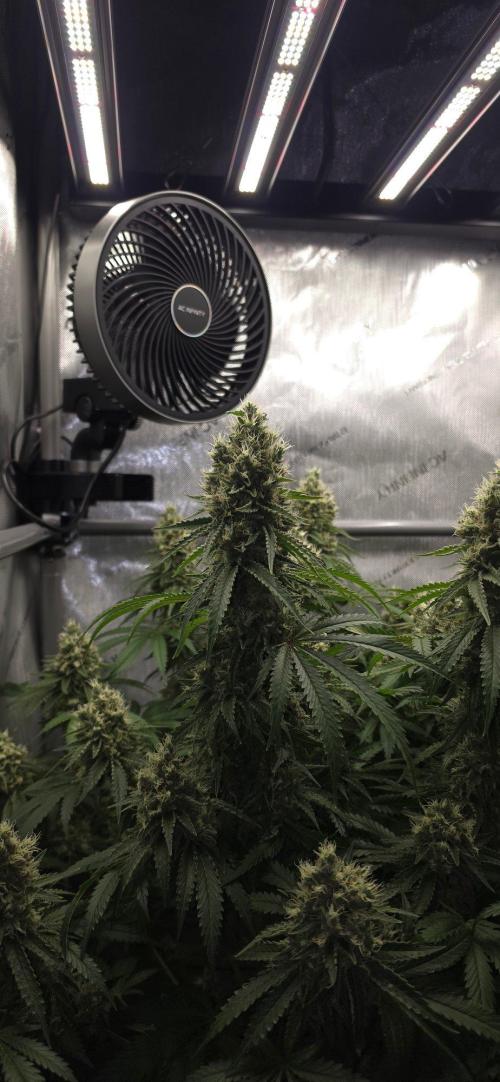 Gorilla Runtz - Living Soil. Week 13