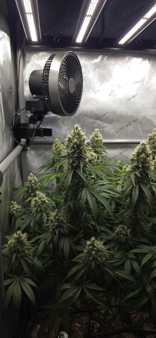 Gorilla Runtz - Living Soil. Week 13