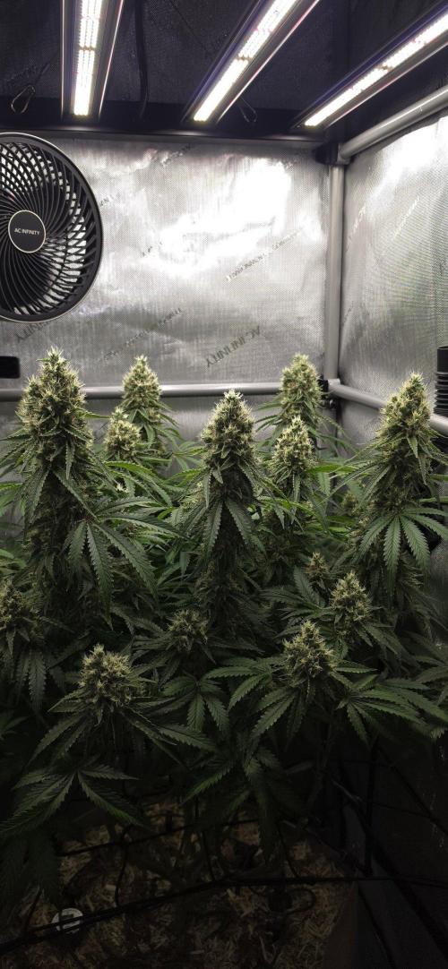 Gorilla Runtz - Living Soil. Week 13