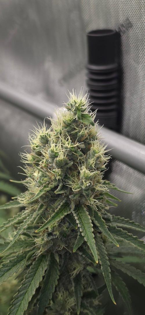 Gorilla Runtz - Living Soil. Week 13