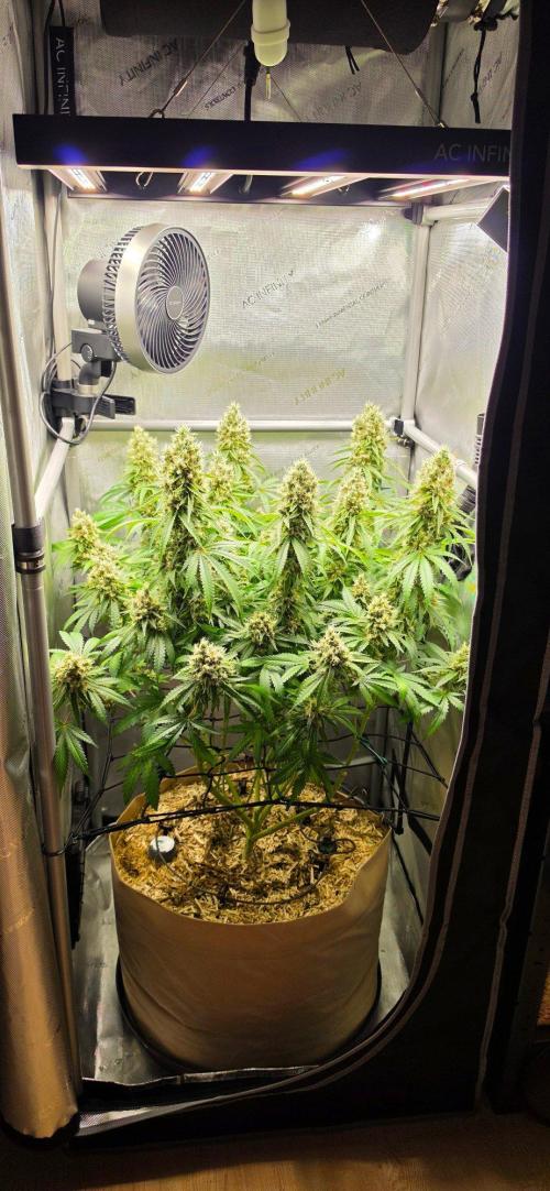 Gorilla Runtz - Living Soil. Week 13