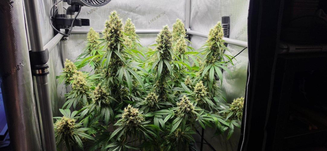 Gorilla Runtz - Living Soil. Week 13