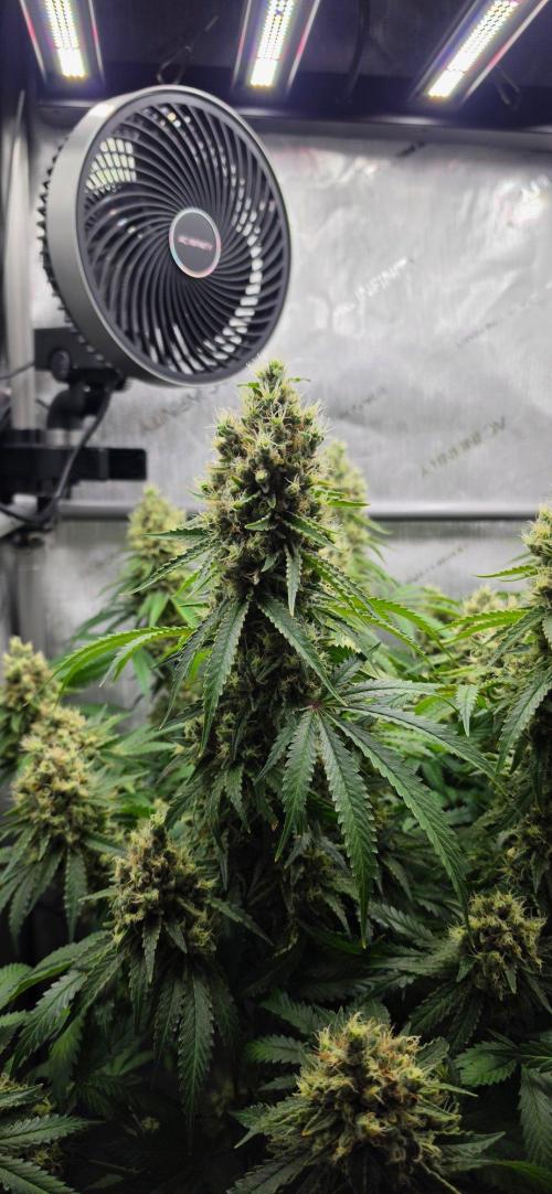 Gorilla Runtz - Living Soil. Week 13