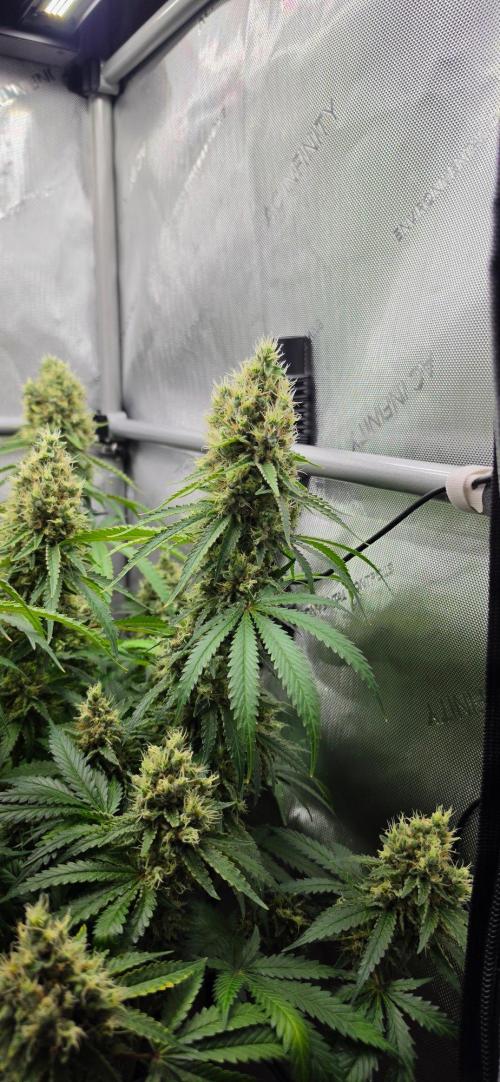 Gorilla Runtz - Living Soil. Week 13