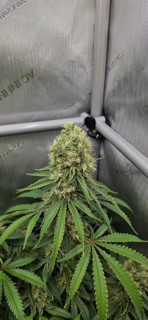 Gorilla Runtz - Living Soil. Week 13