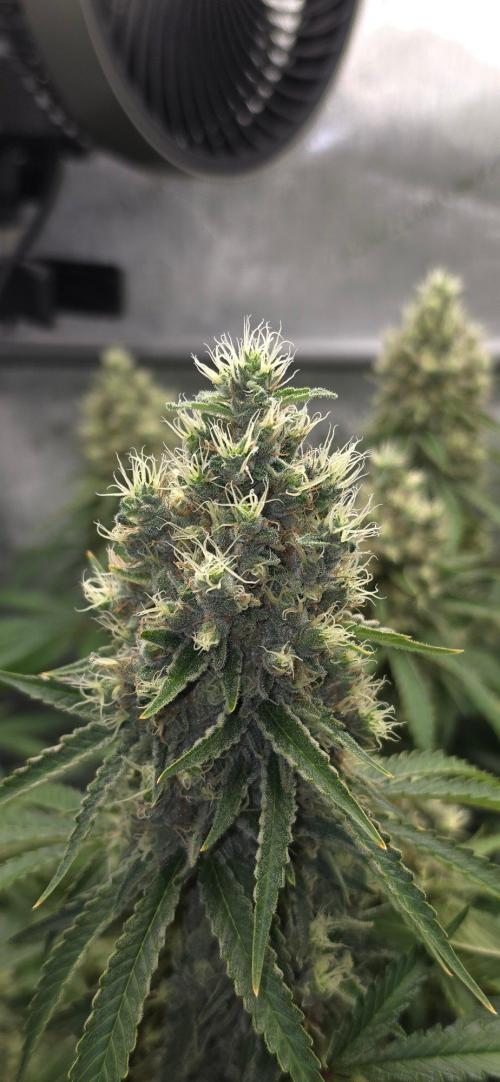 Gorilla Runtz - Living Soil. Week 13