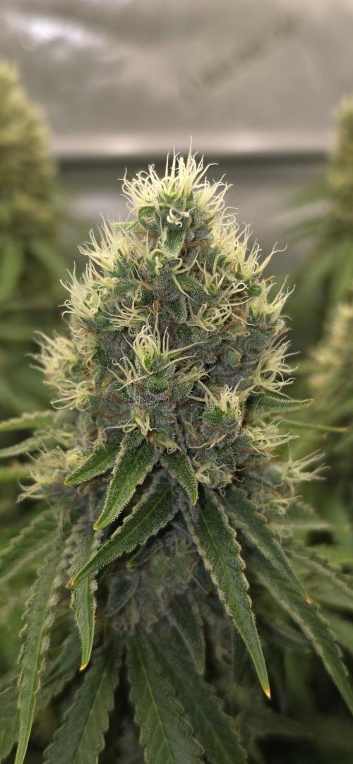 Gorilla Runtz - Living Soil. Week 13
