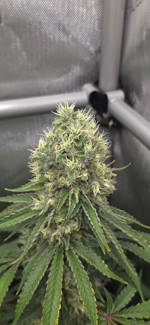 Gorilla Runtz - Living Soil. Week 13